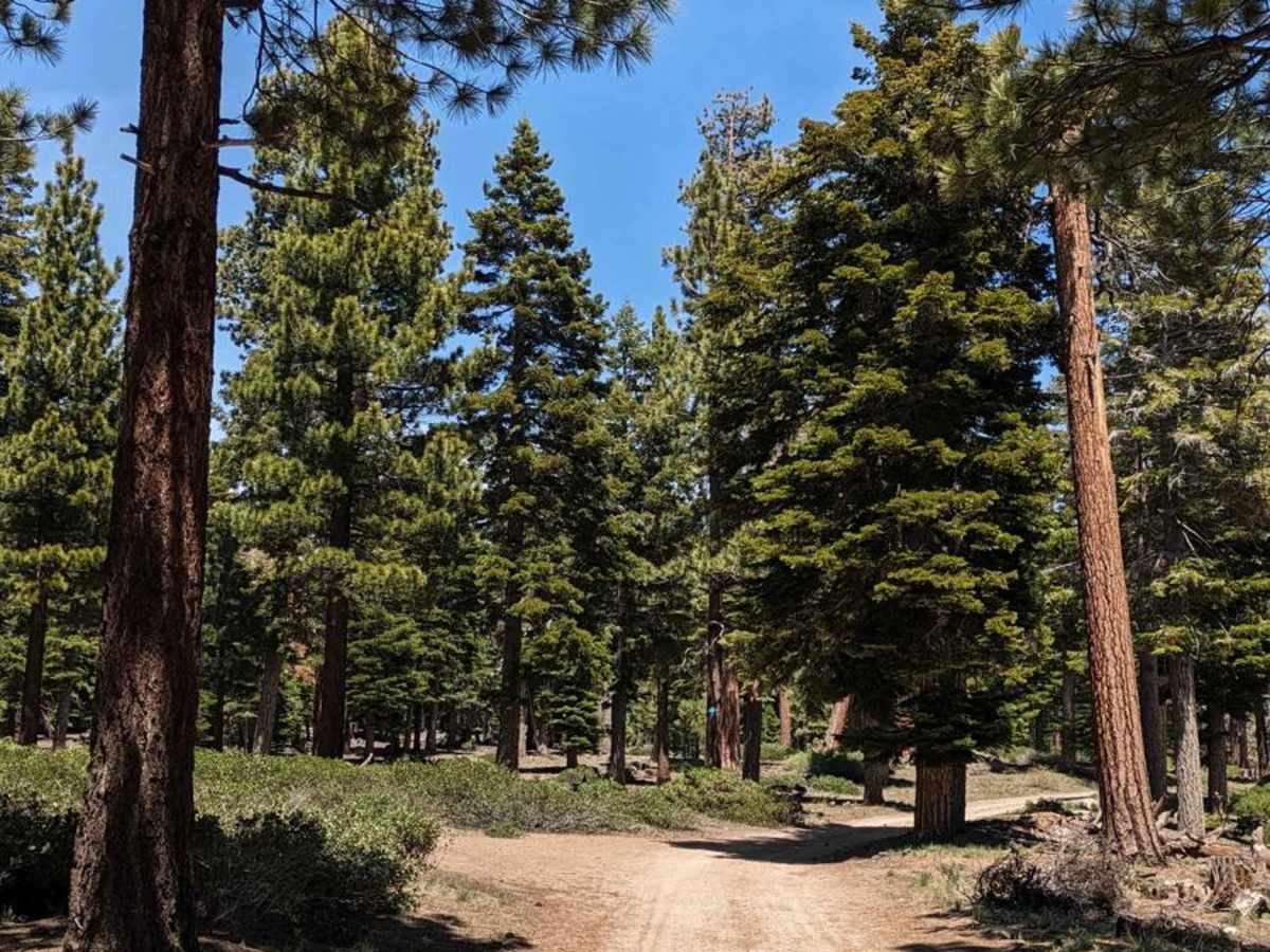 Manzanita Slope Loop photo 5