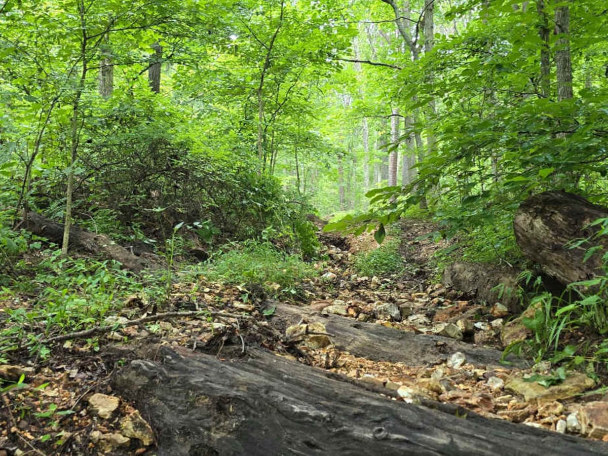 Smith Mill Hollow - FS 2877 photo 2