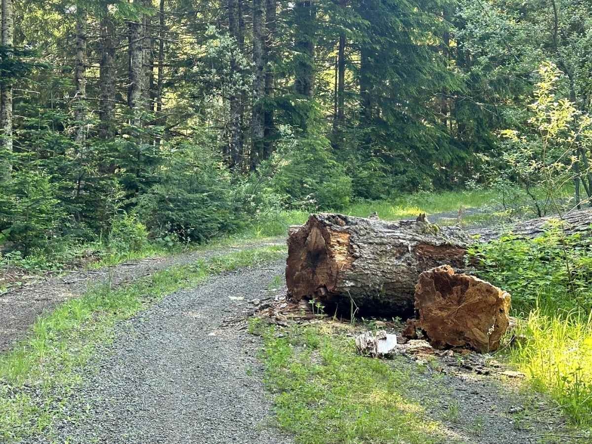 Humptulips Ridgeline Trail photo 3