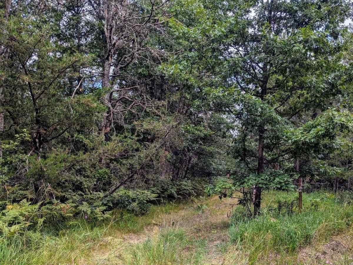 Huron NFS Trail 3079 photo 6