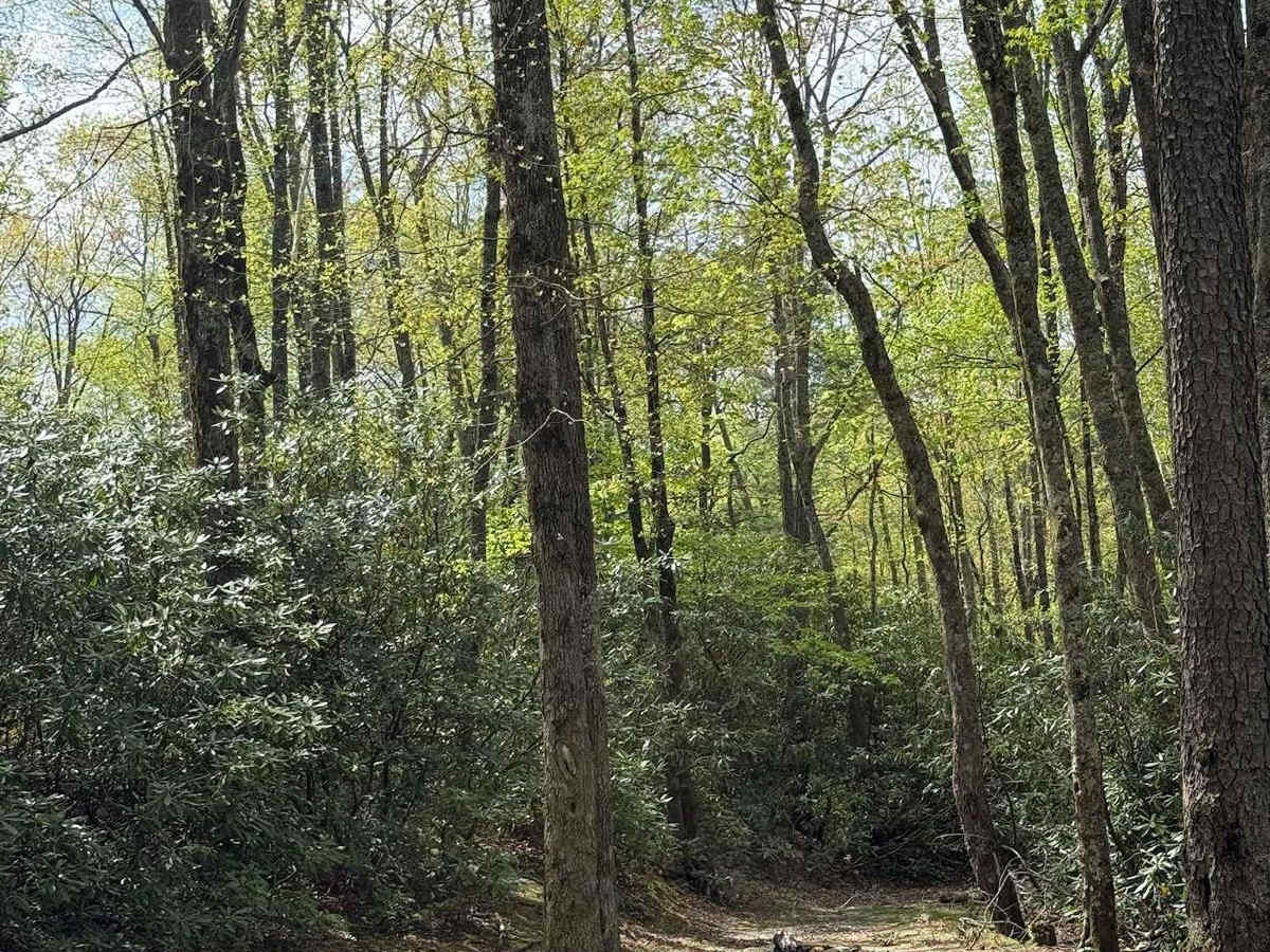 Harper Creek Road - FS 58 photo 2