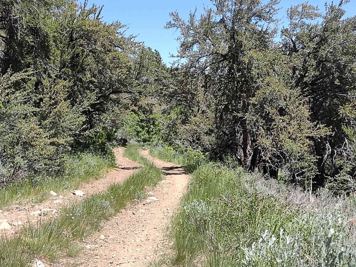 Miner's Cabin (Gold Gulch Canyon FS# 41078) photo 2