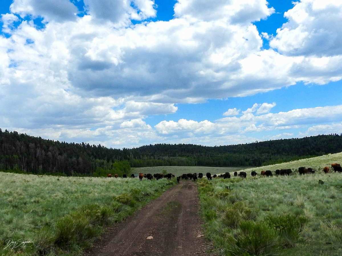 Meadow Divide Road- FSR 325 photo 5
