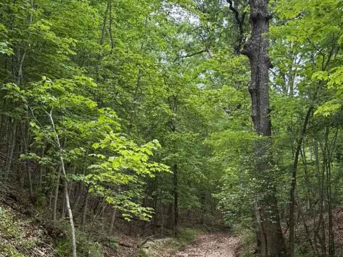 Micheal's Trail photo 5
