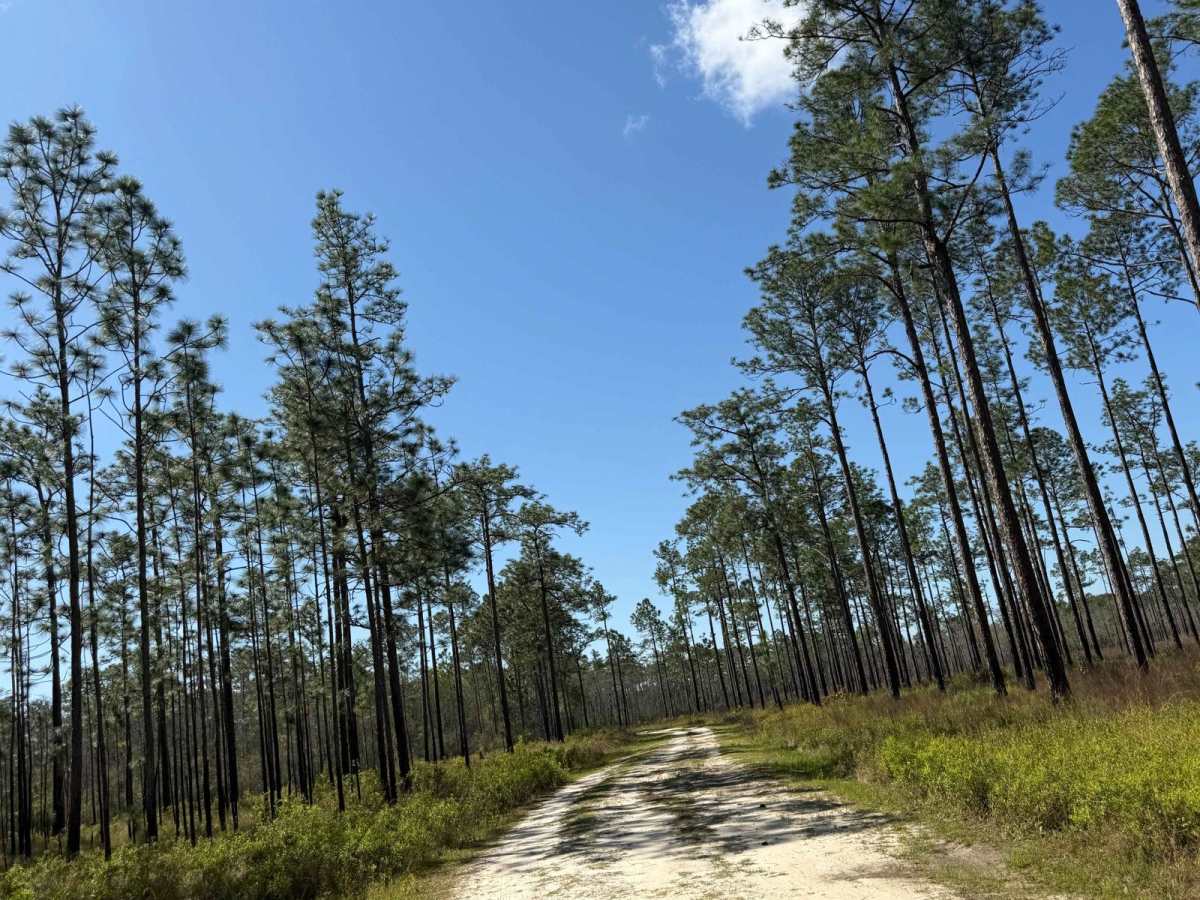 Rowletts Creek - FS 106S trail photo