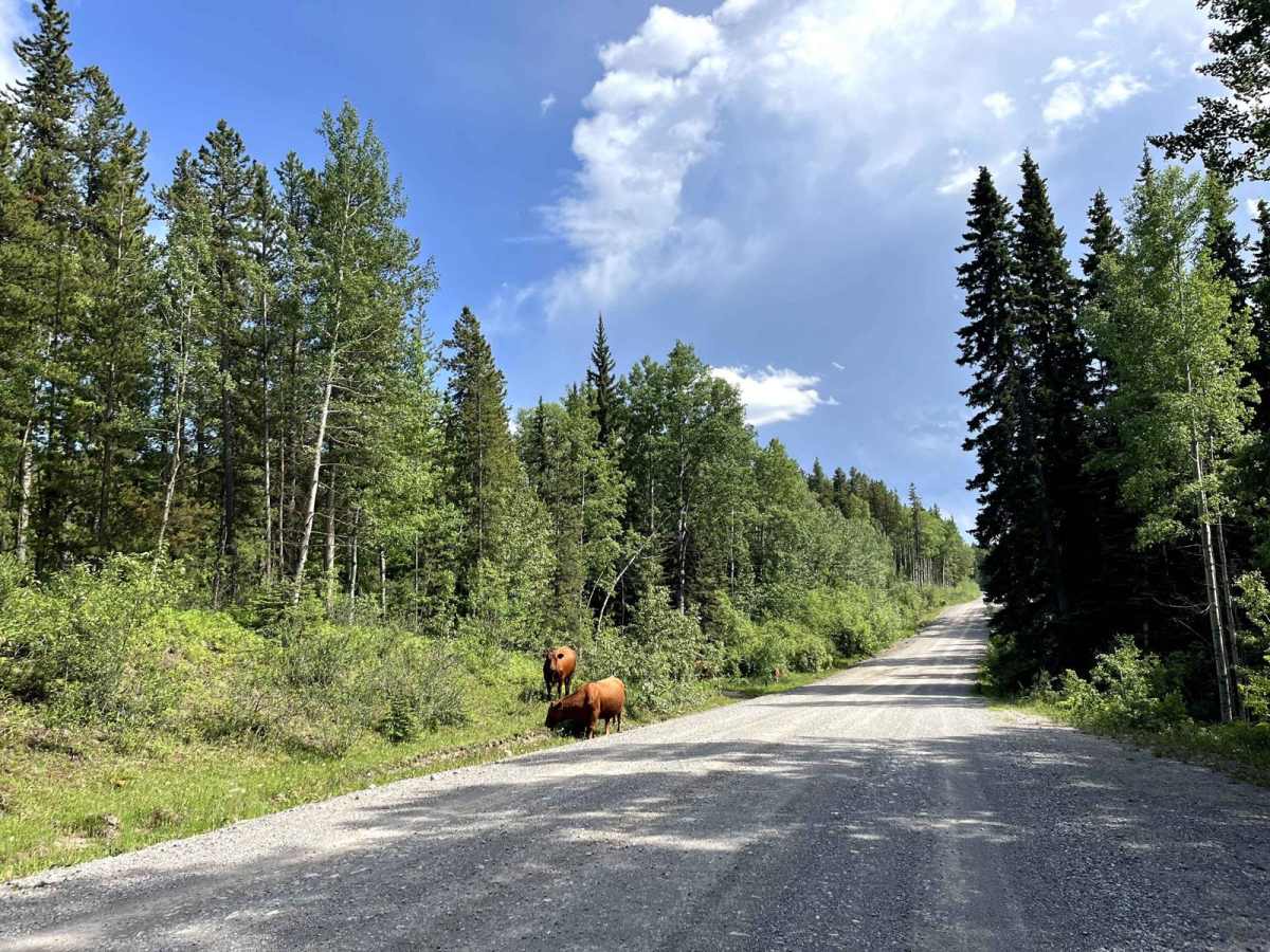 McLean Creek Trail photo 3
