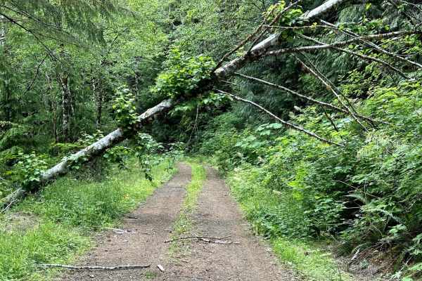 Cougar Mountain Trail