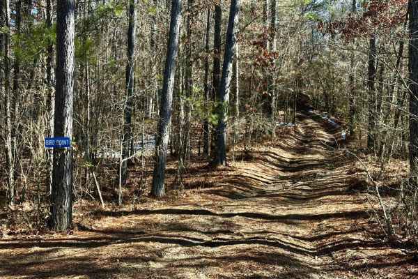 Bird Point