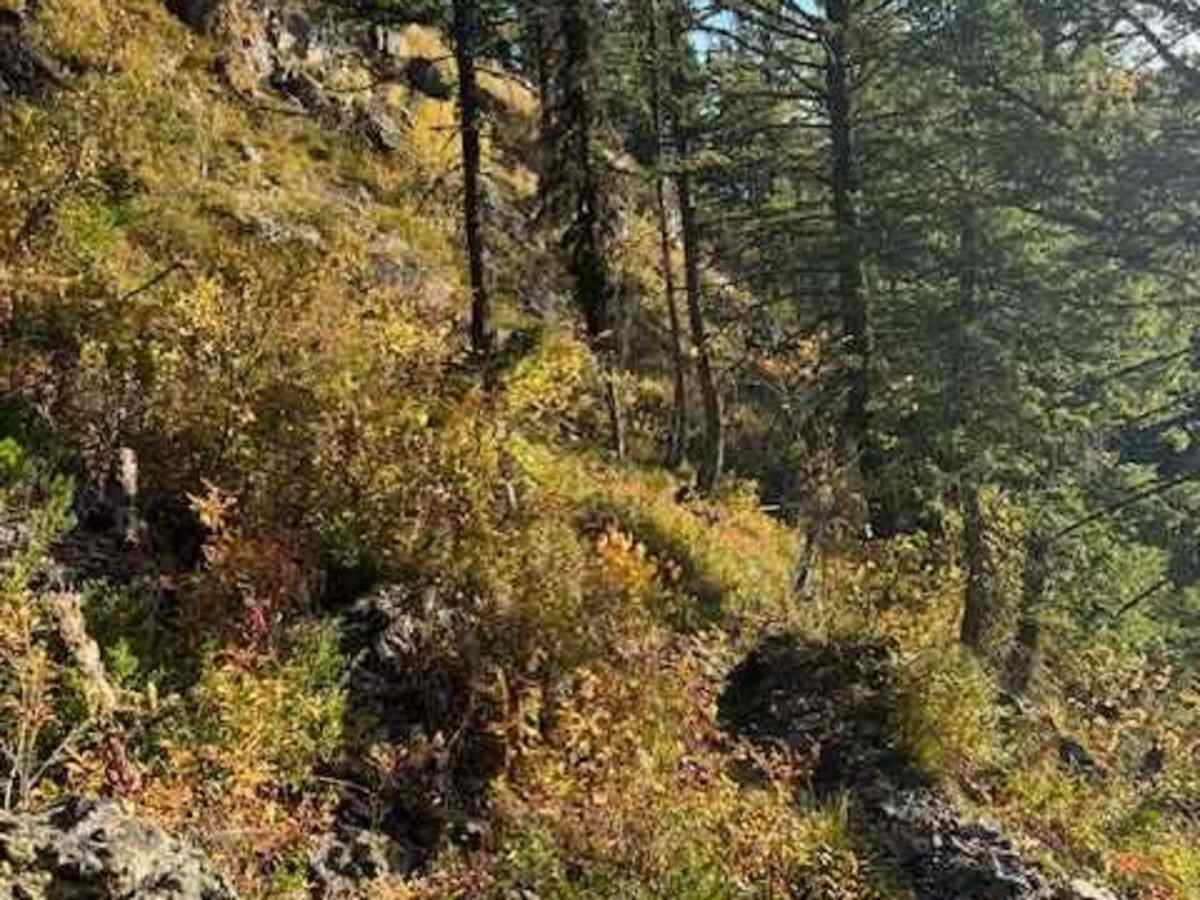 South Fork Hemler Creek photo 5
