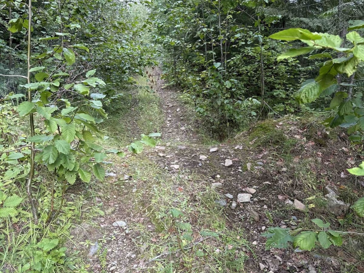South of Trout Lake to Meadow Mountain Trail photo 3