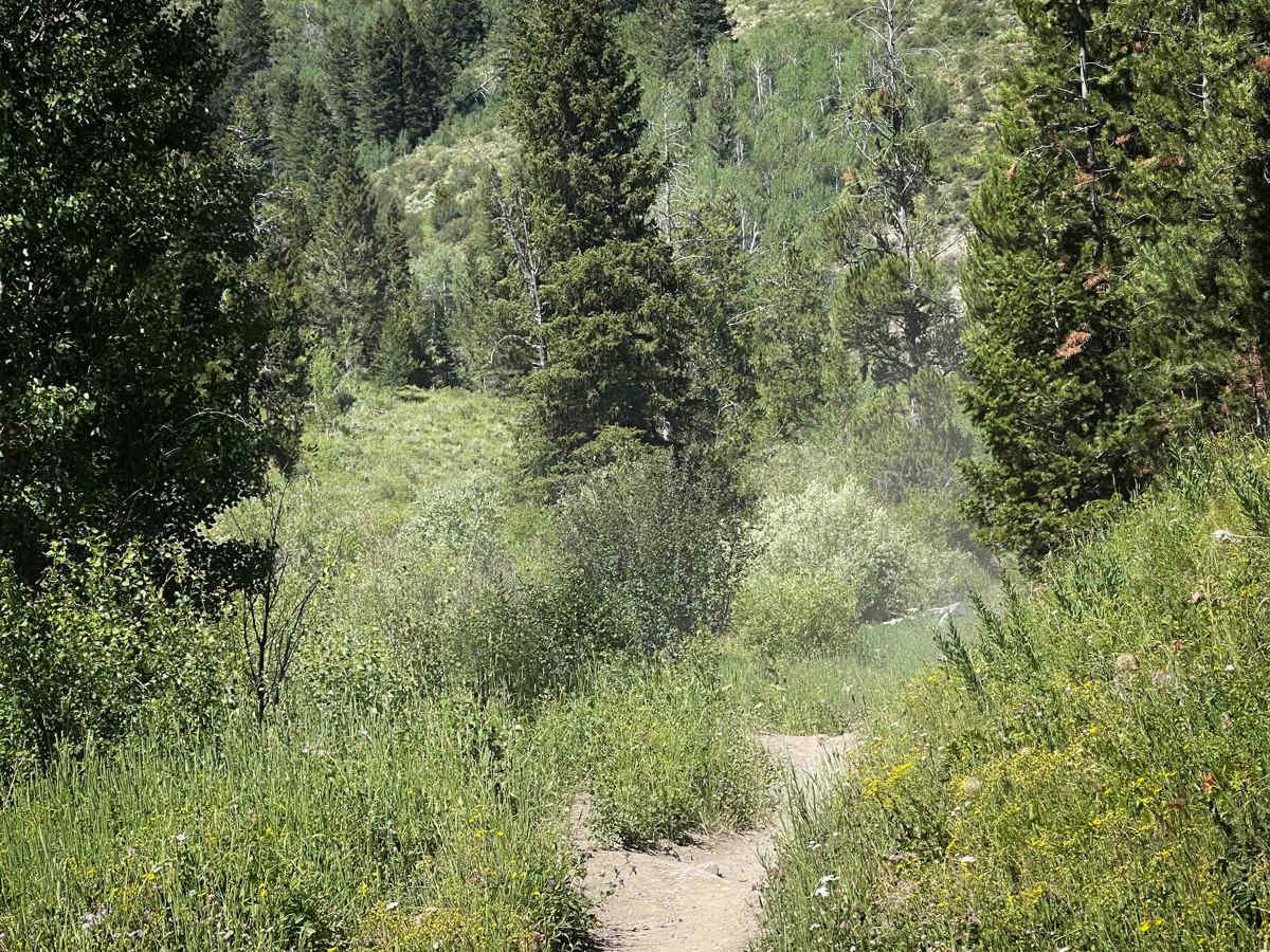 South Horseshoe photo 6