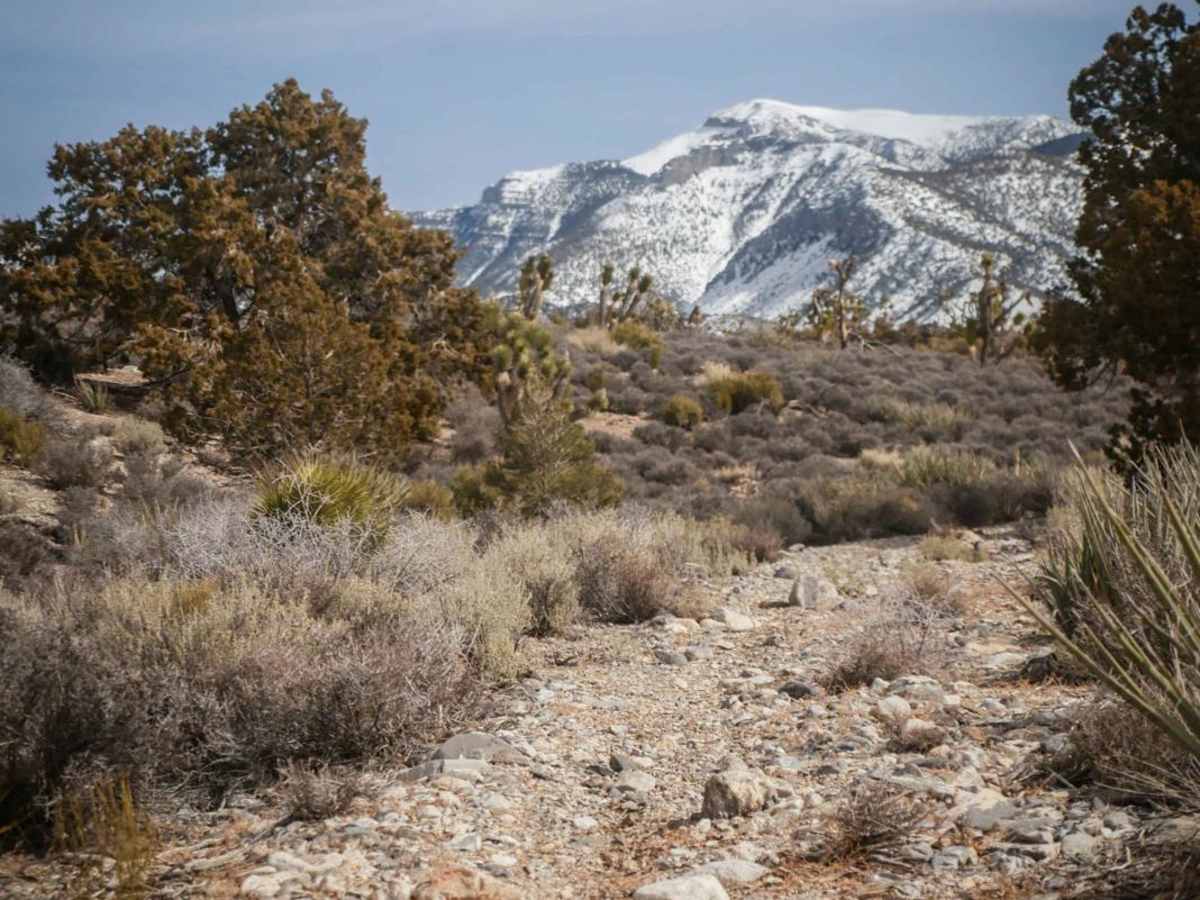 Middle Elk Meadow Part 1 trail photo