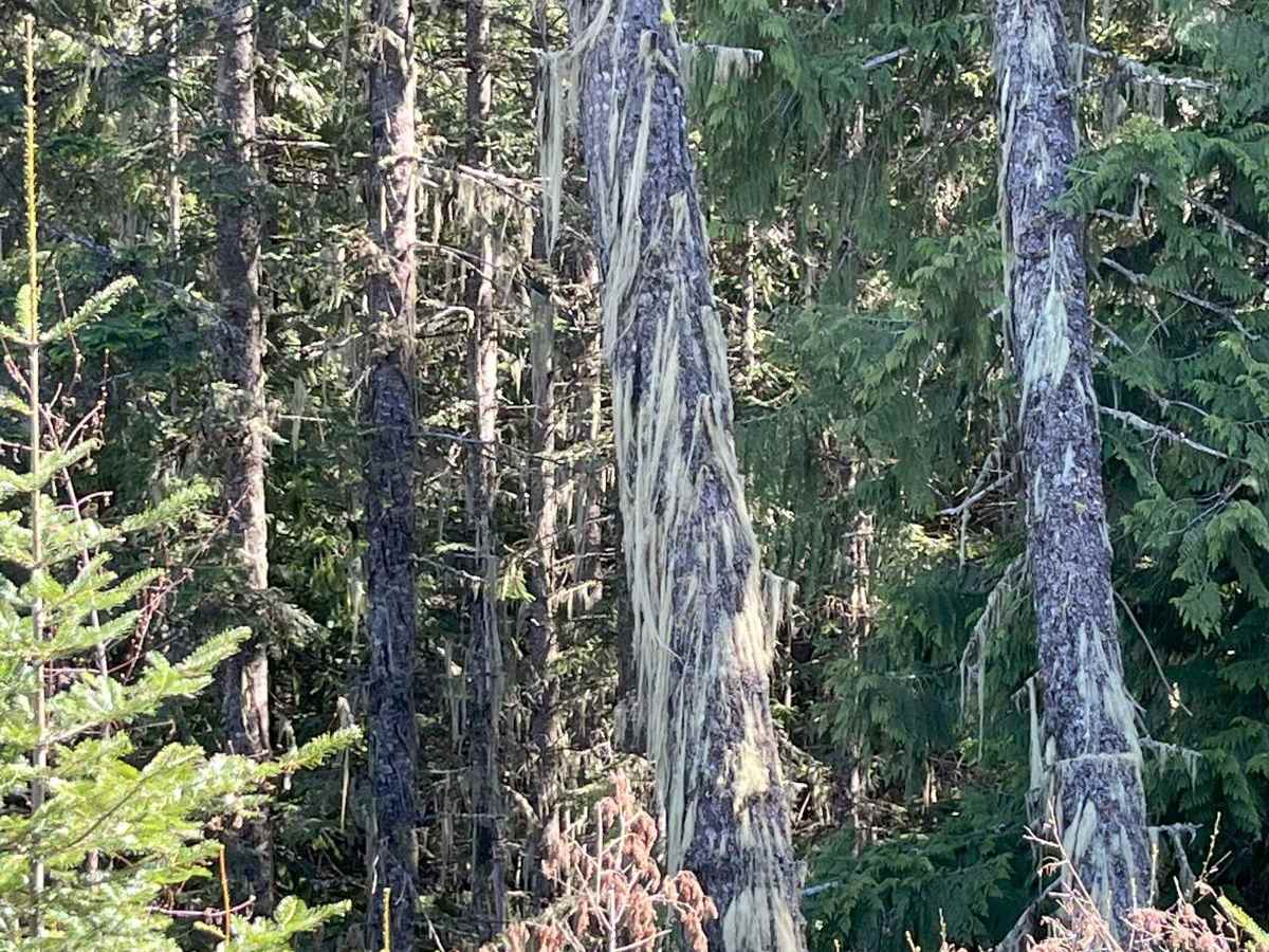 End of Brush Creek Road photo 4