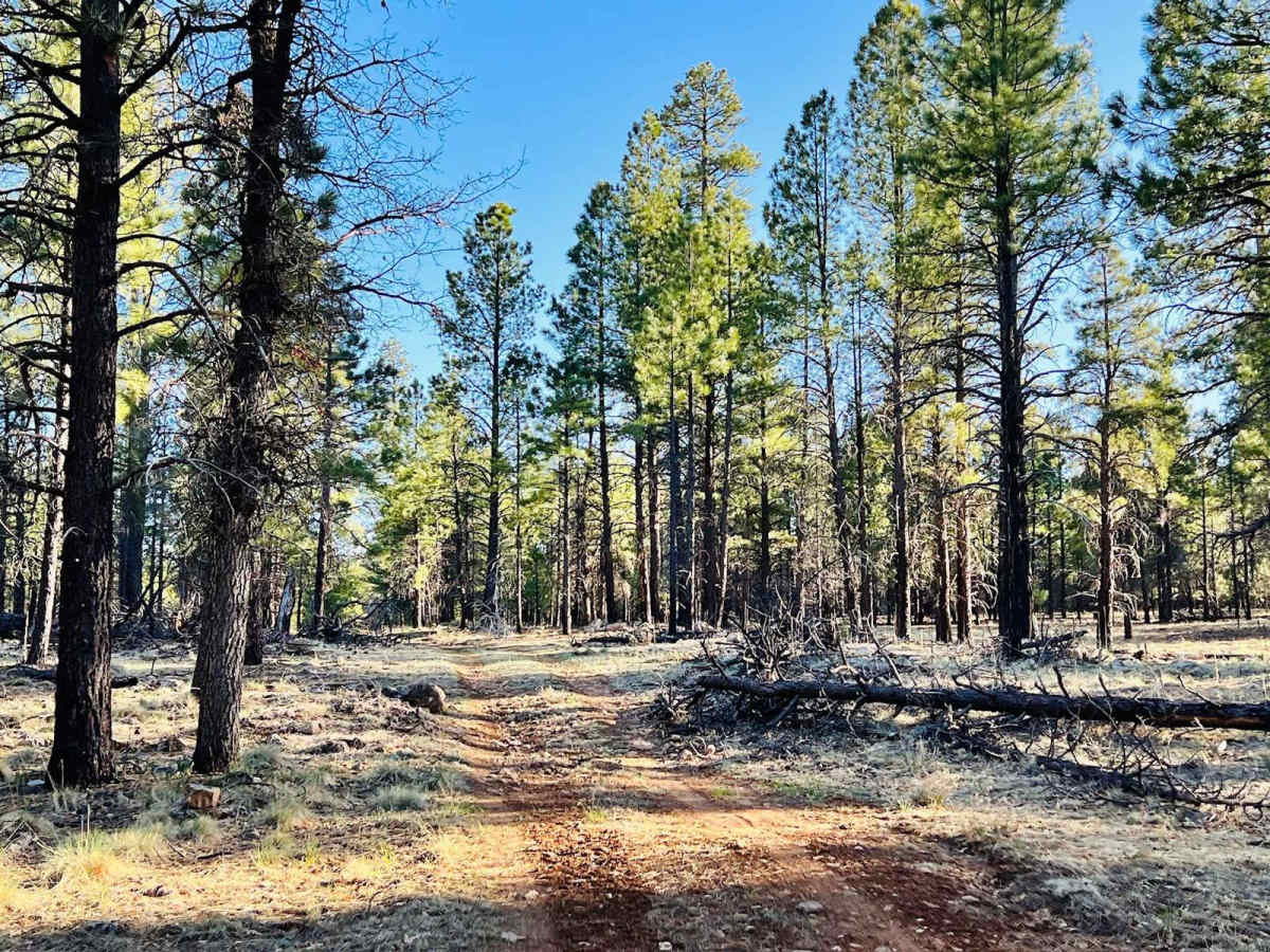 FR-211P trail photo