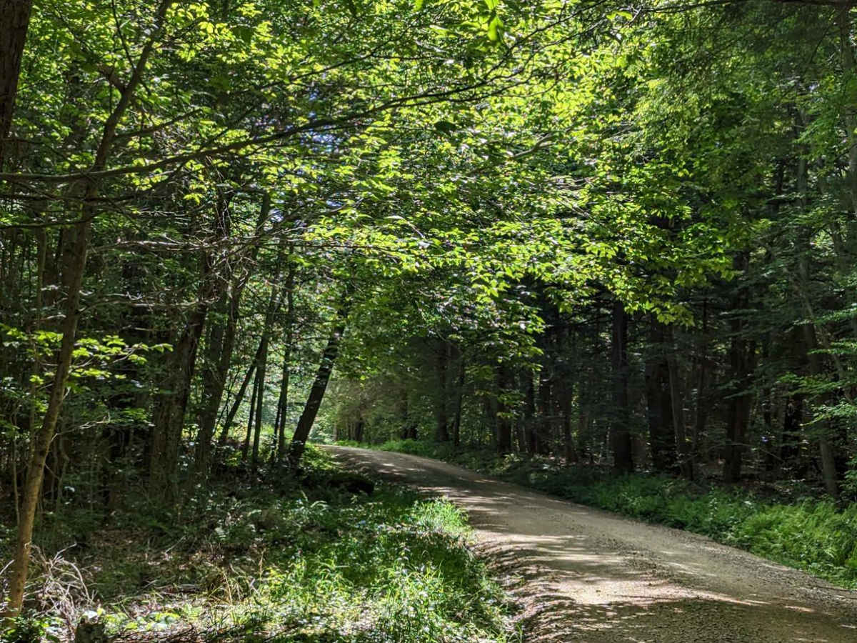 Loyalsock Road photo 5