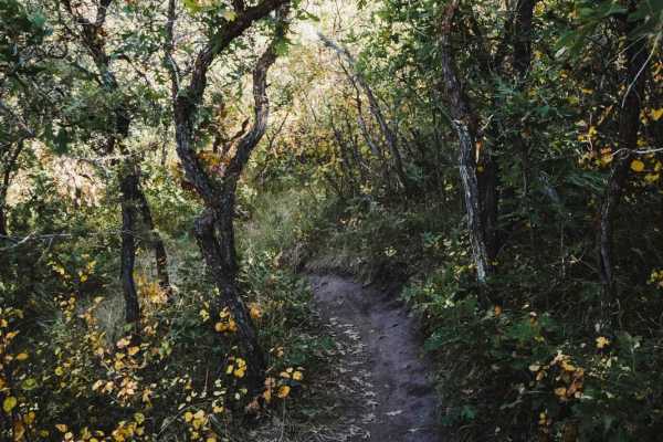 North Porcupine Trail