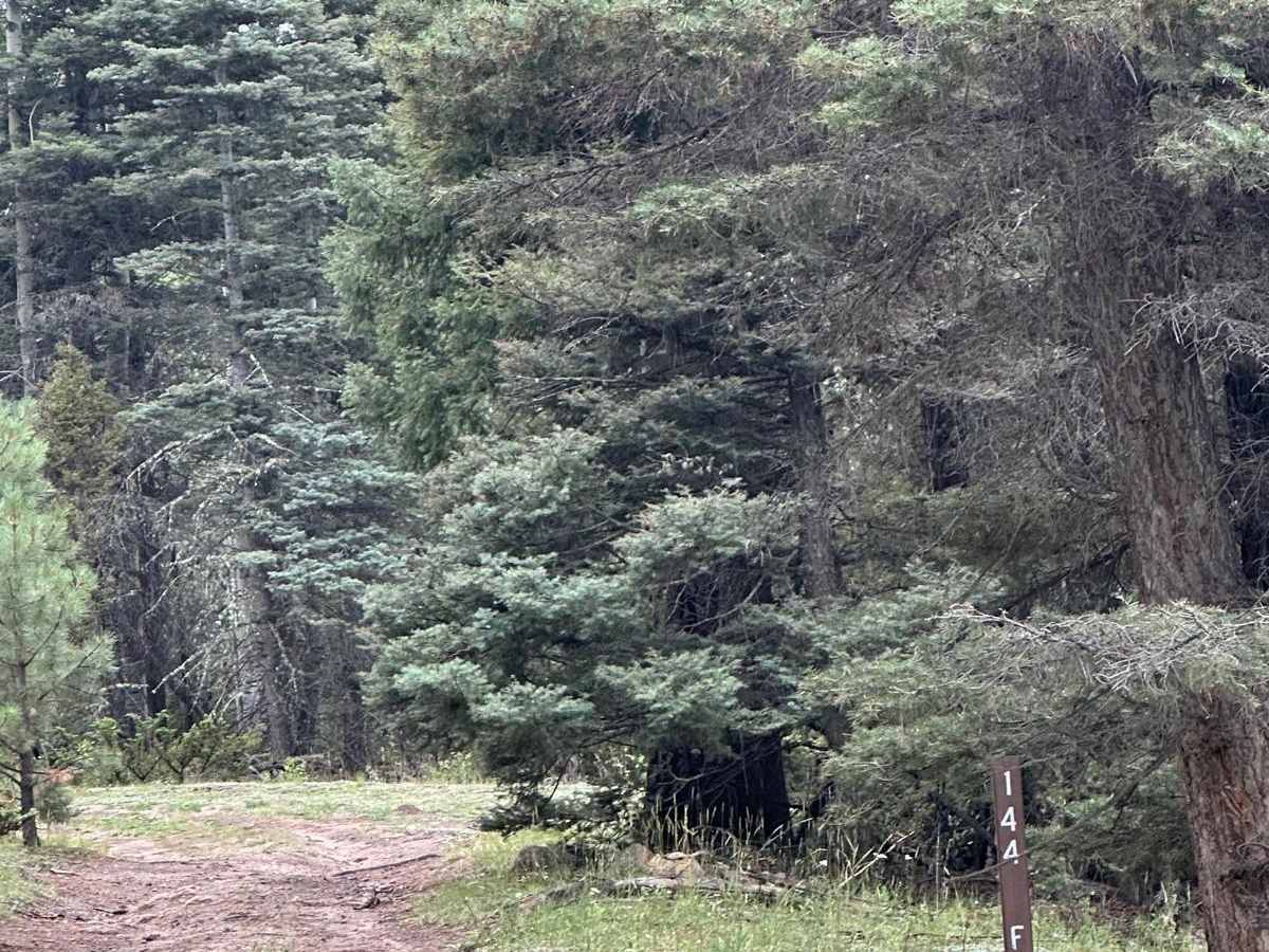FR 144 F2 trail photo
