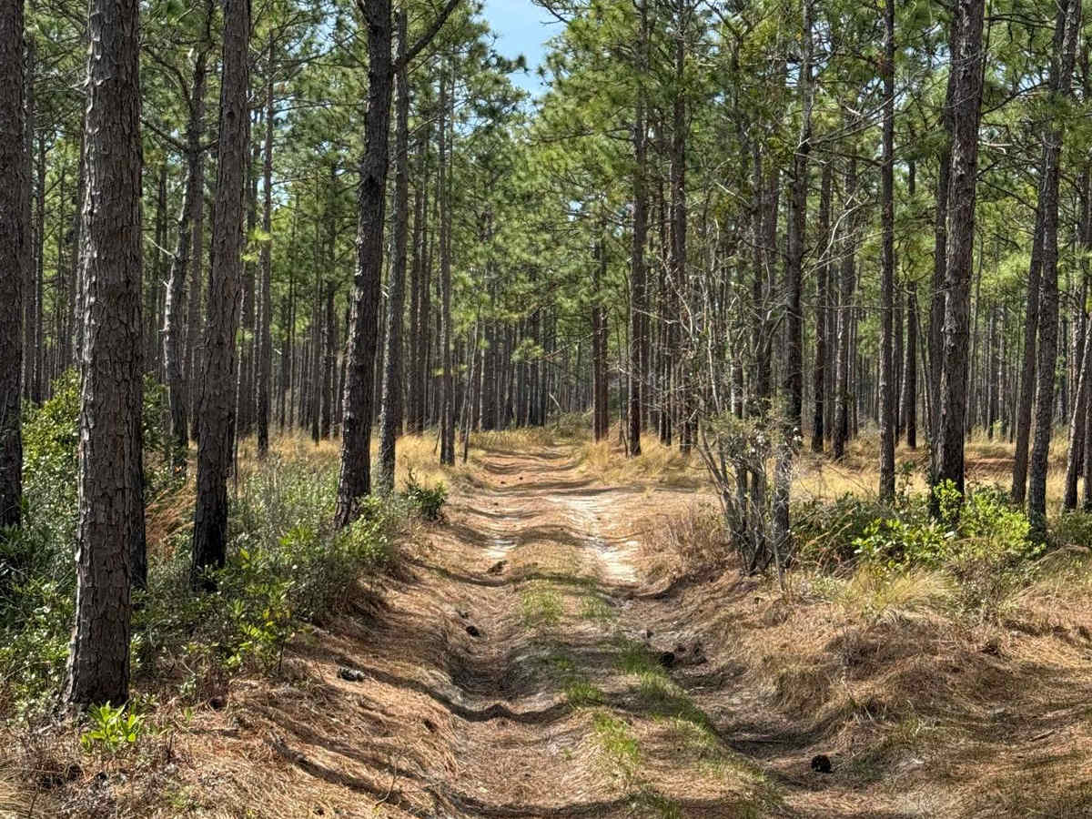 Pringle Road Spur 1 photo 5
