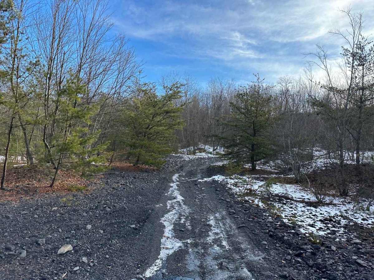 Locust Gap 3 photo 4