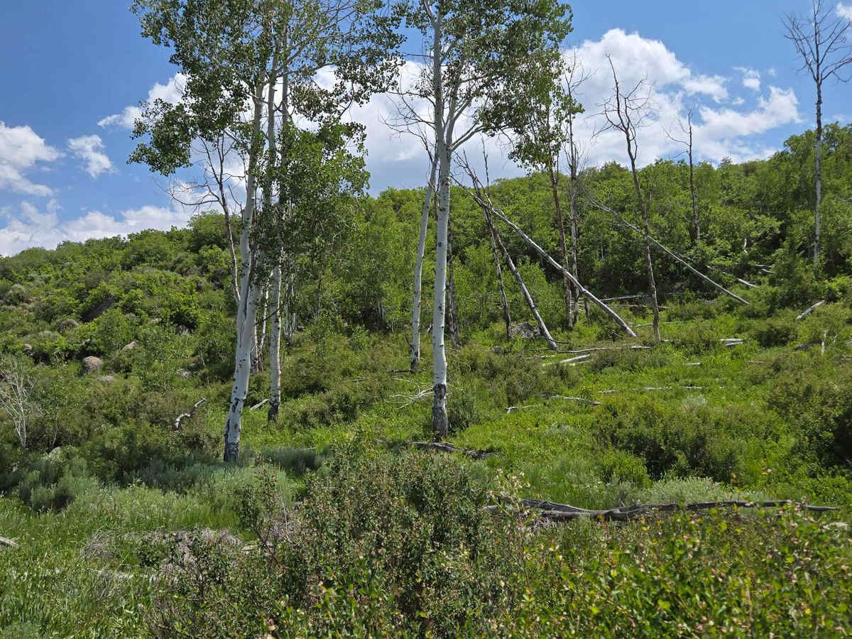 Butler Springs Trail - FS40359 photo 2