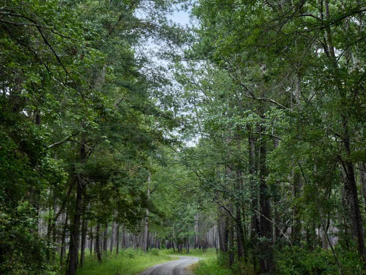 Bonneau Ferry WMA - Plantation Entrance photo 2