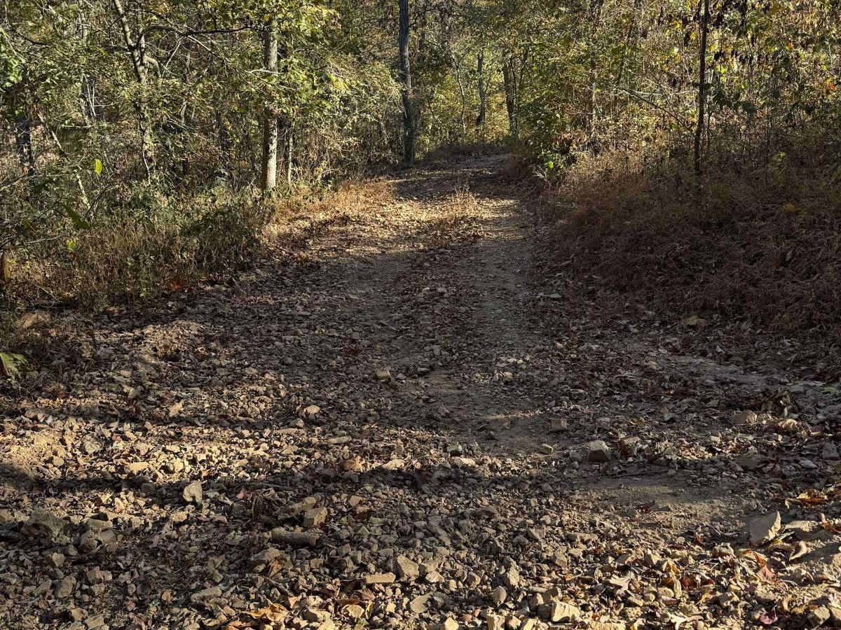 Green 53 trail photo