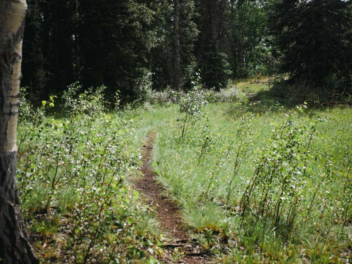 Valdez Trail photo 3