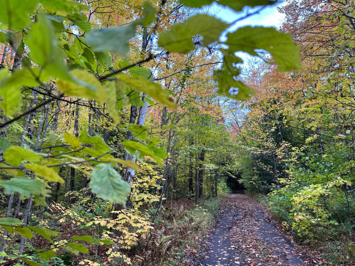 Old Camp Four Trail photo 4