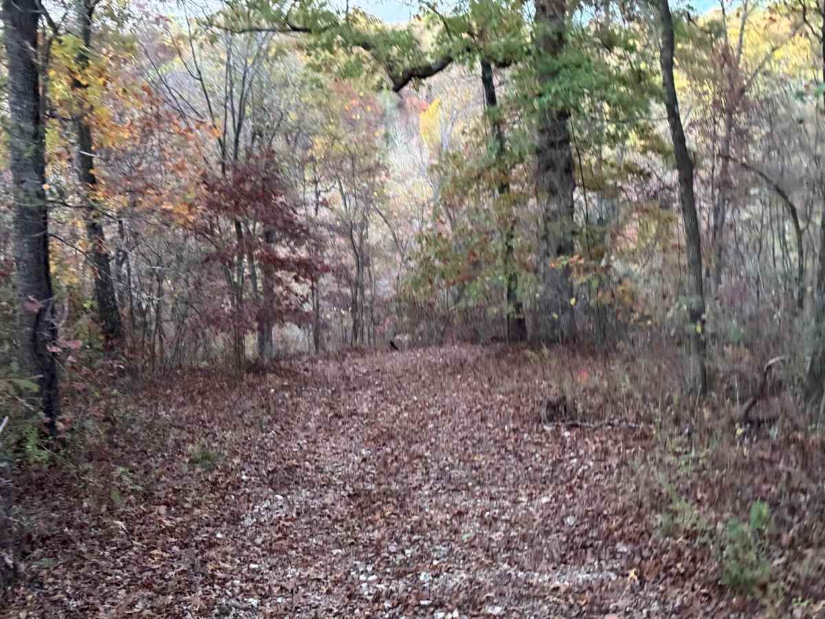 Green 162 trail photo