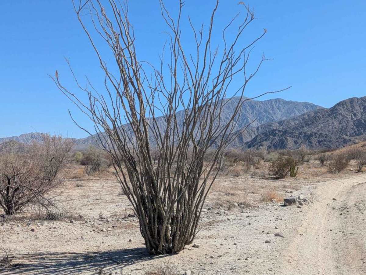 Sierra San Felipe Foothills trail photo