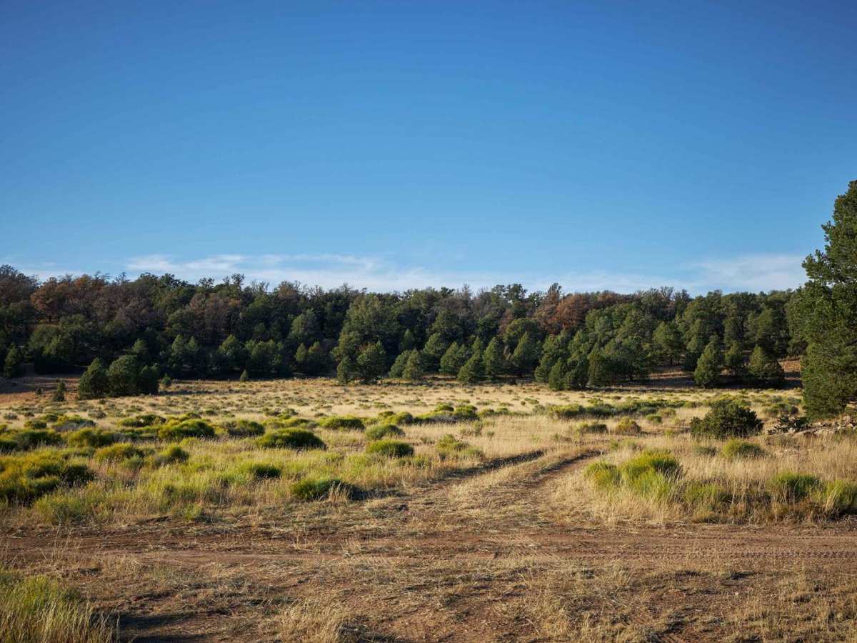 FR 313D trail photo