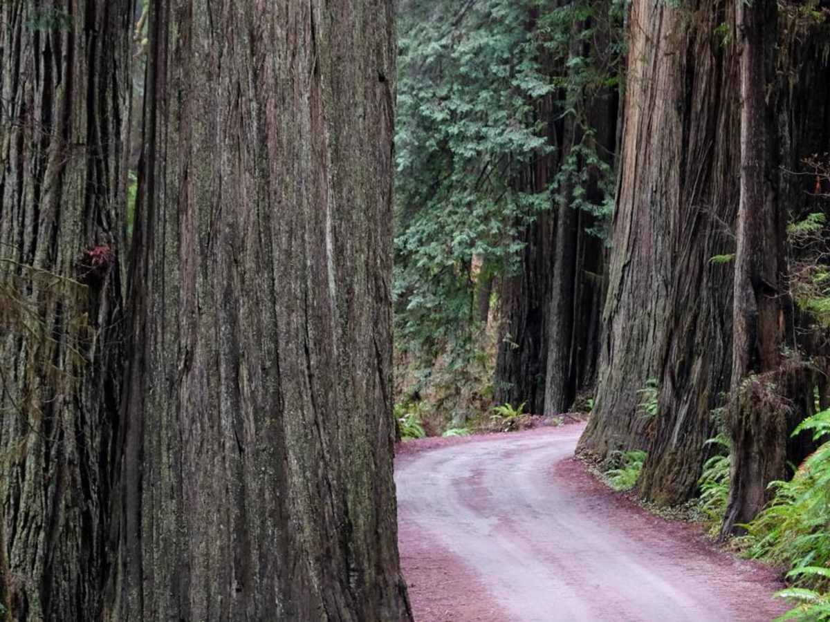 Howland Hill Road trail photo