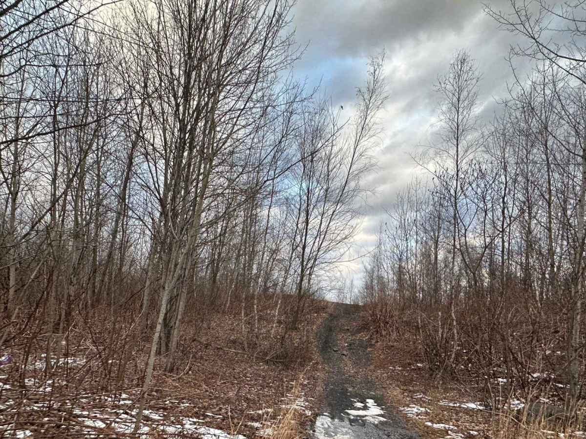 Locust Gap 13 trail photo