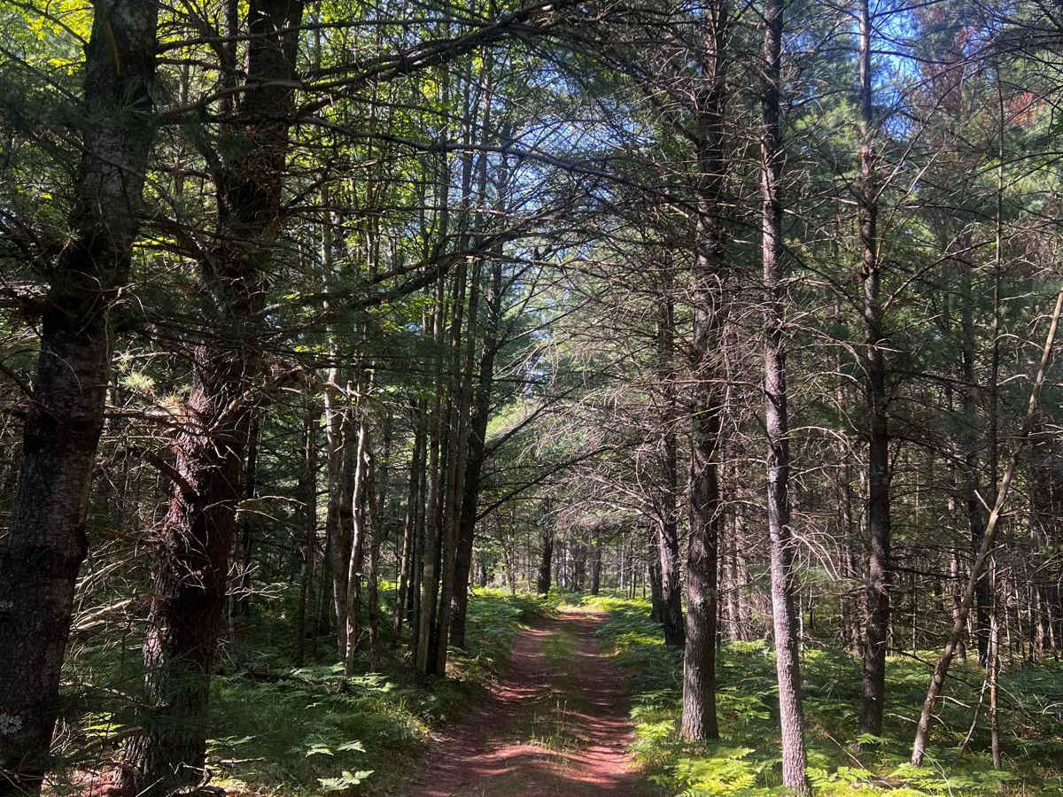 Bumpy Trail photo 4