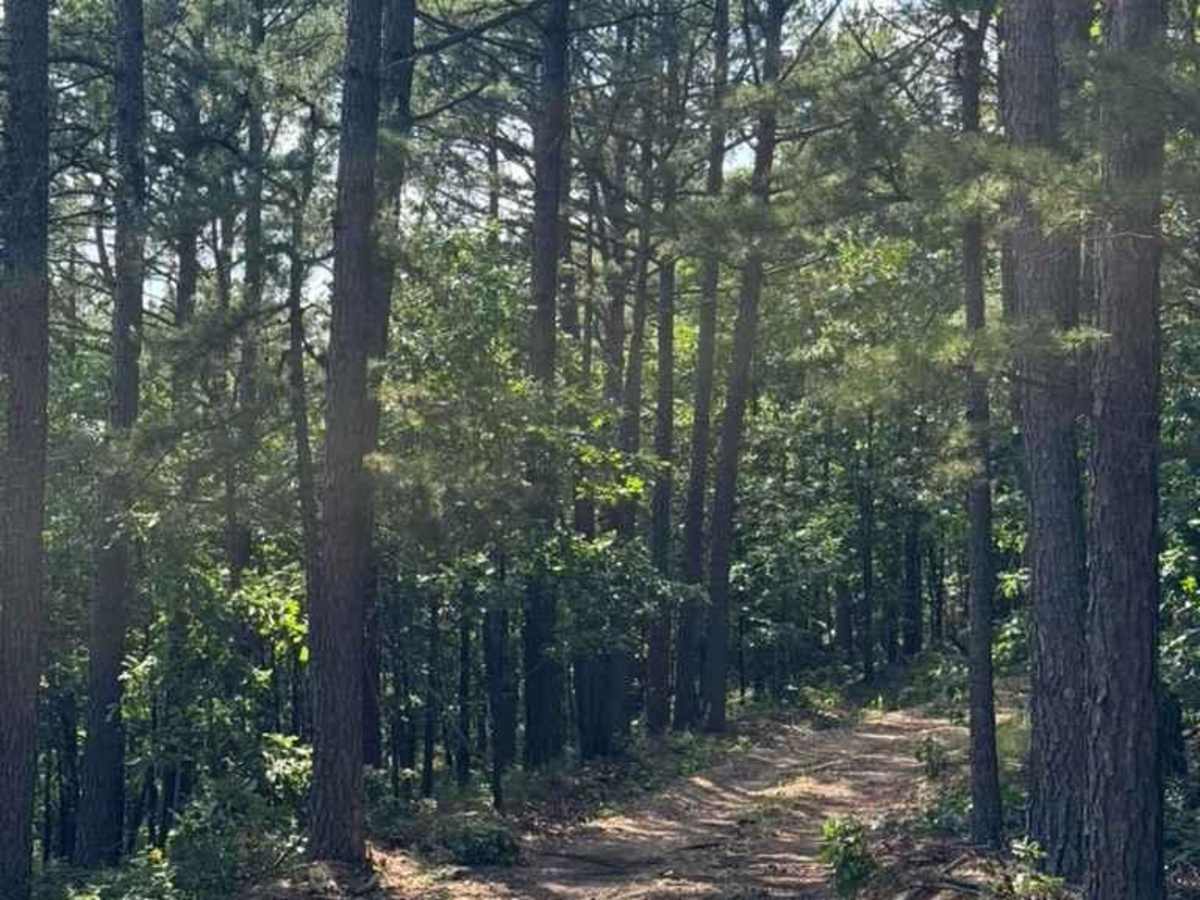 Truce's Trail photo 4