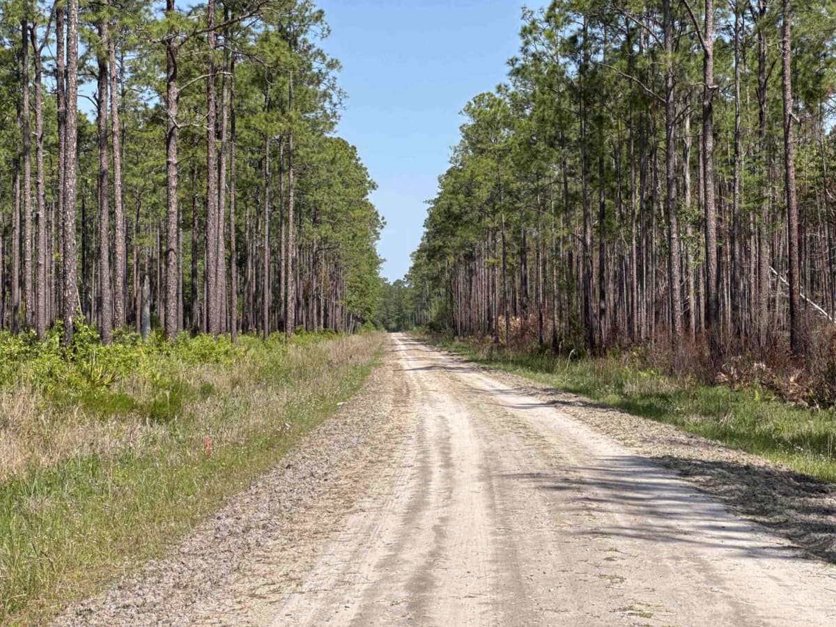 McCloskey-Still - Osceola NF 236 photo 6