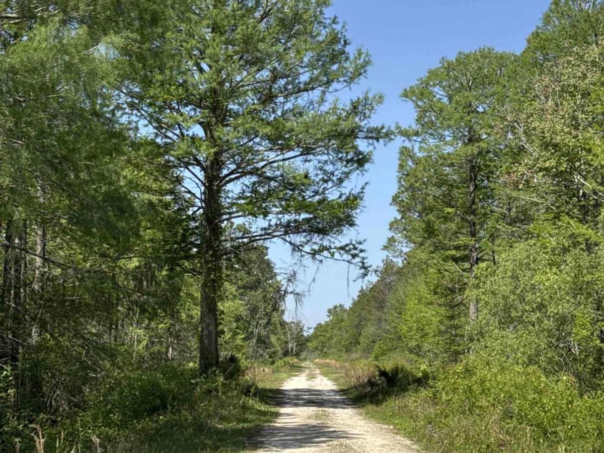 Grade 18.5 - Aucilla WMA photo 3