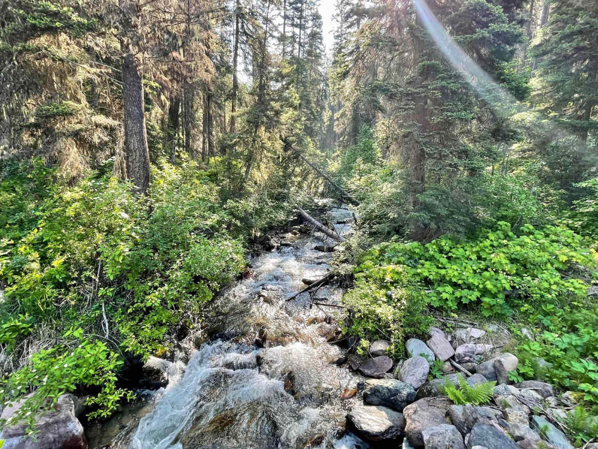 Morrell- Clearwater Lake trail photo