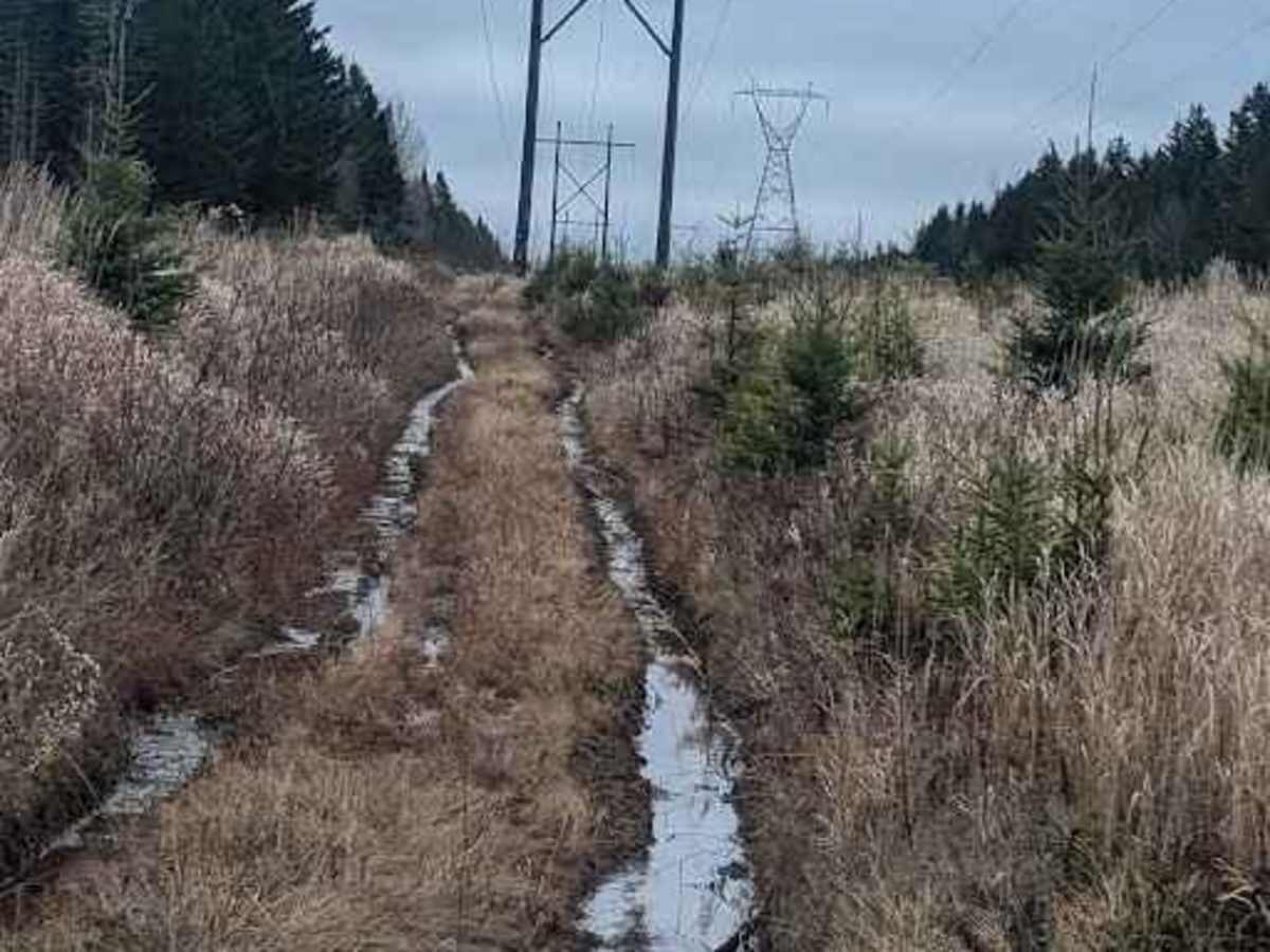 Pioneer Street Hydro Line photo 3