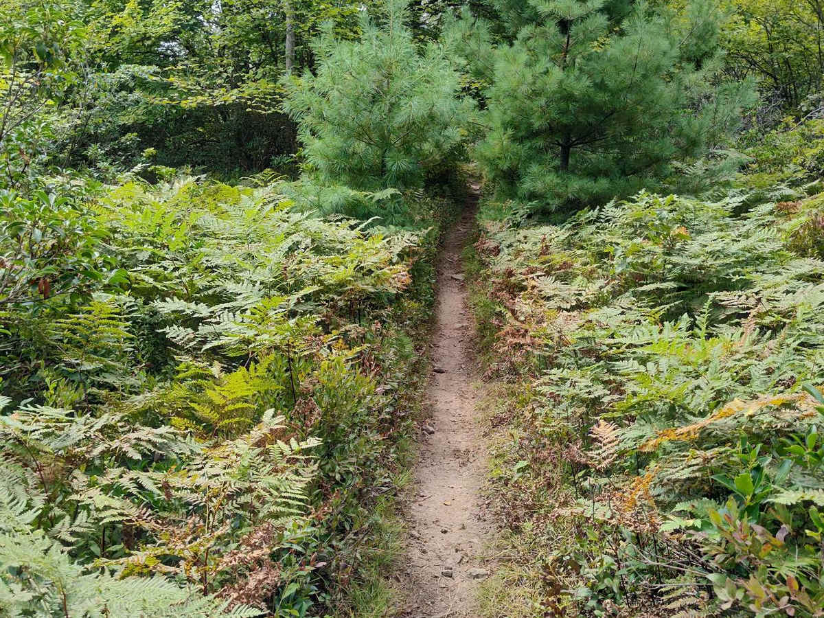 Tower Trail - Single Track photo 6