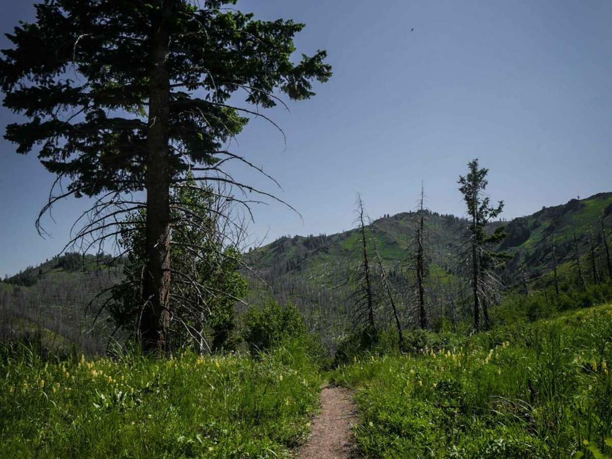 Mahoney - Lodgepole Connector photo 2