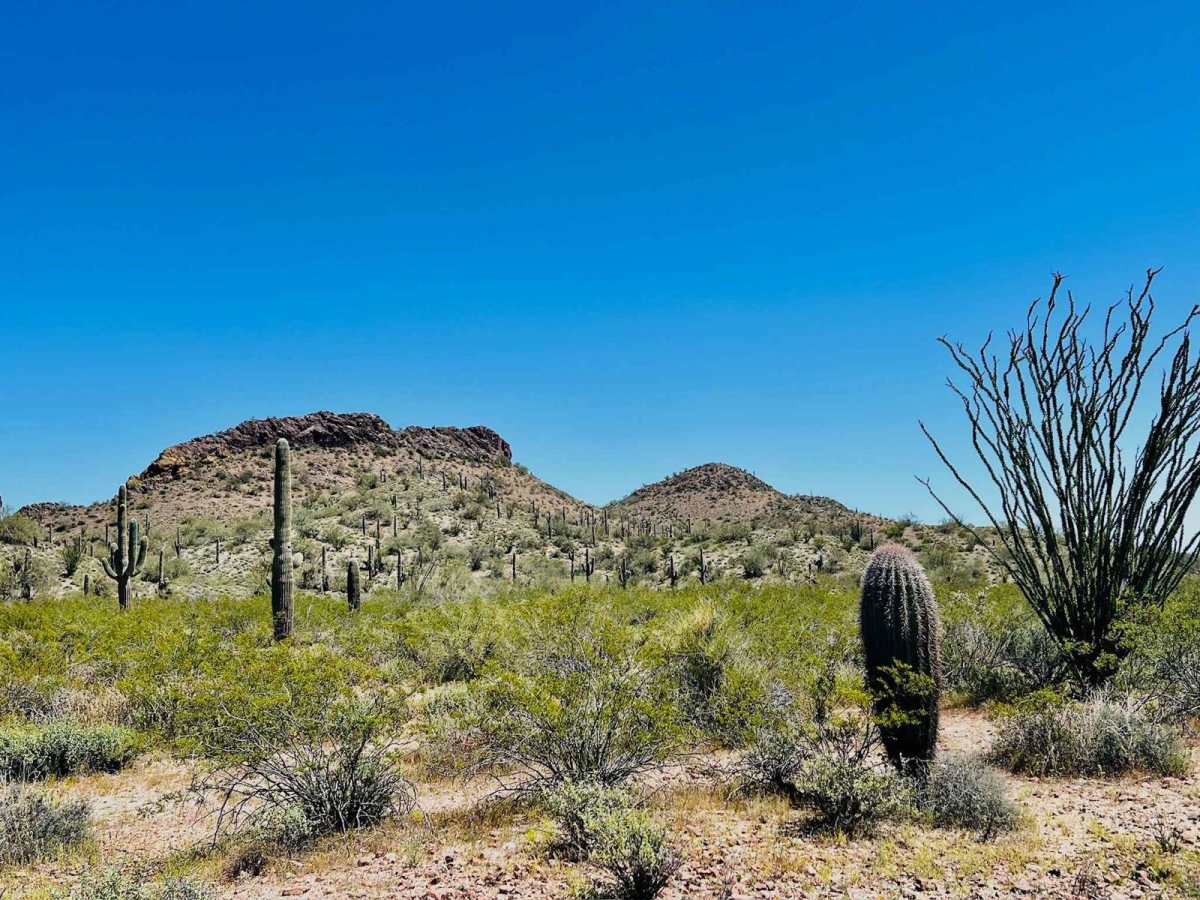 BLM 9095 photo 4