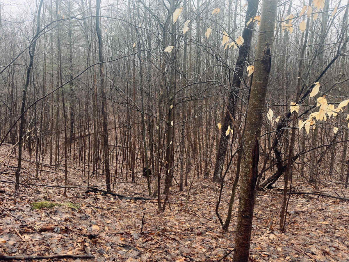 Haynes Lake Trail photo 5