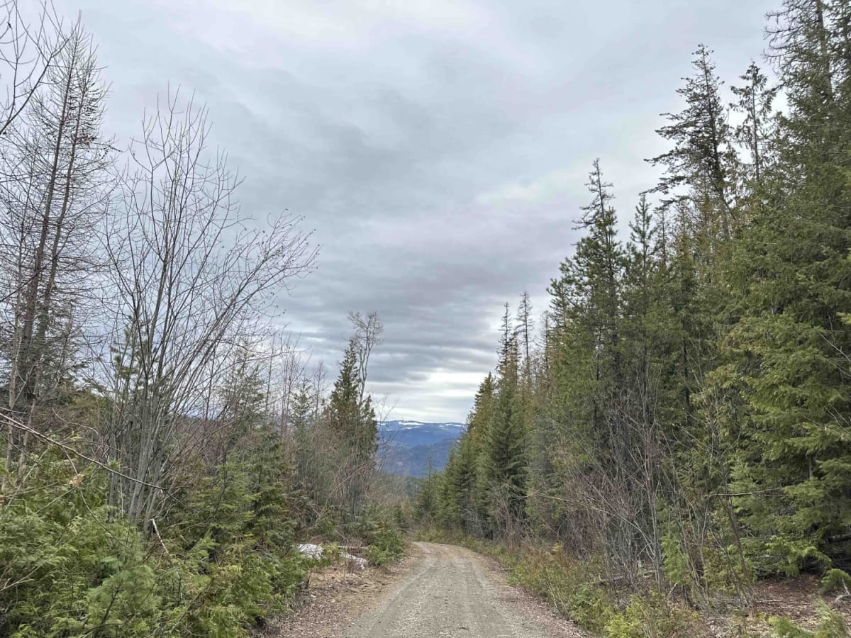Albers Creek Road photo 3