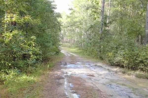 Belmore State Forest - Ates Creek Tract