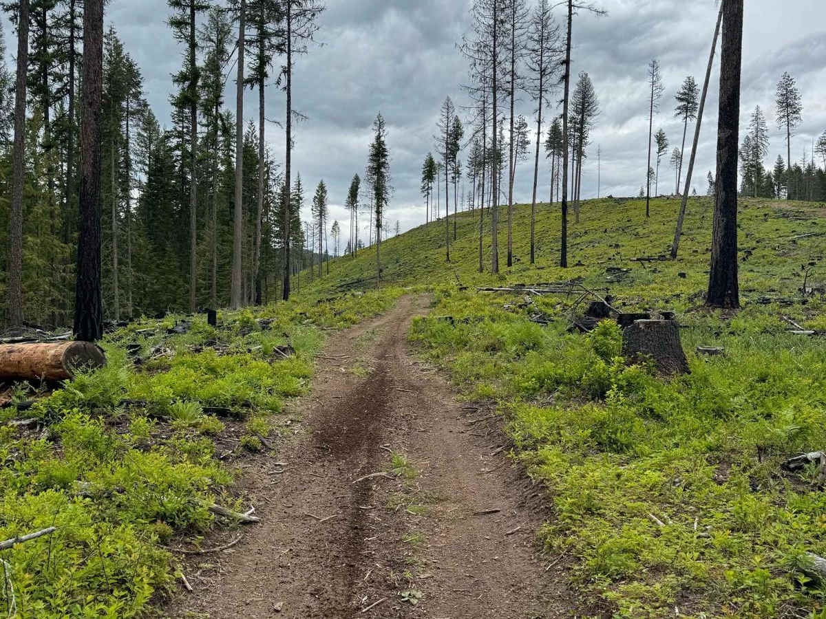 Strychnine Ridge (Trail 319) photo 4