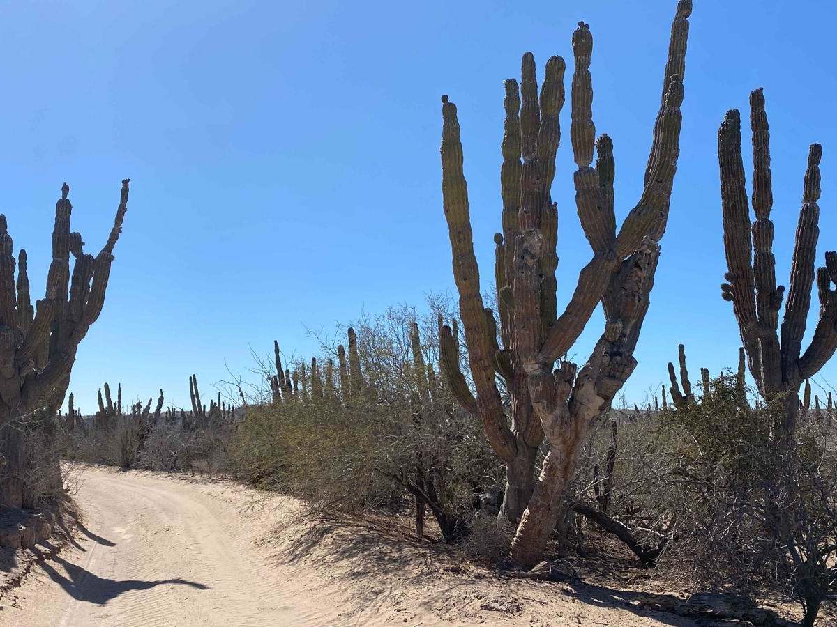 Baja Land Coastal photo 6