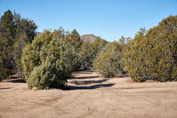 Brushy Basin
