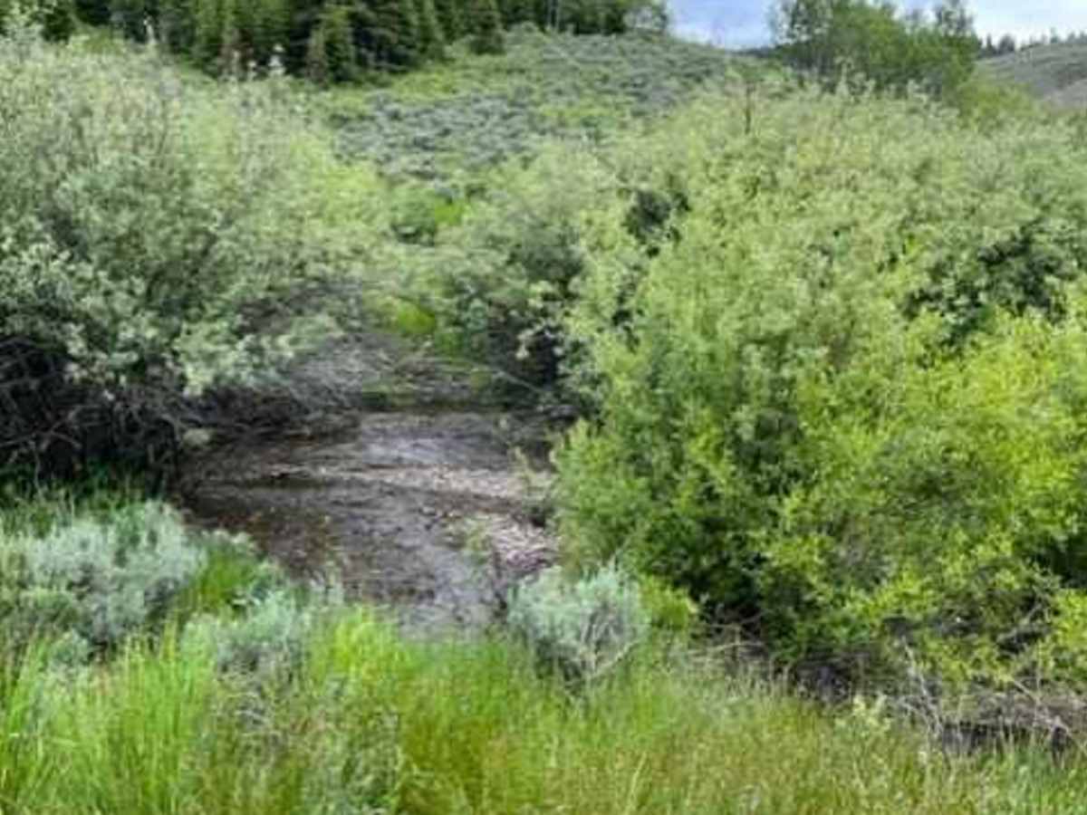 Goose Creek Single Track photo 5