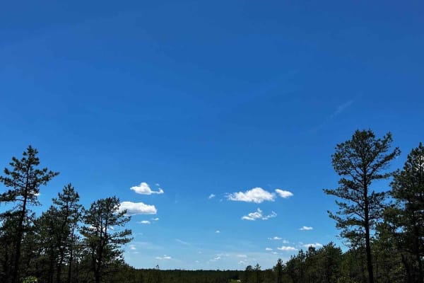 Forge Road to Wharton State Forest